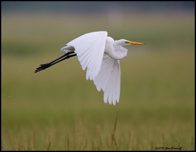 _0SB6935 great egret.jpg